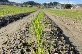 石臼挽き全粒粉小麦粉　1Kg