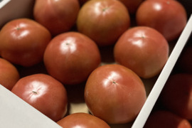 新鮮！朝採り！熊本県産大玉トマト！（4kg）