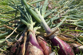 【5kg】本場の味！イタリアタマネギ