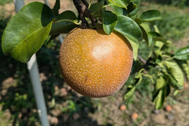 信州小布施 梨「豊水」 家庭用3キロ