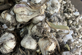 R７年産！青森県産　★お得な訳あり★にんにく！　１kg