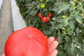 今年も販売❗️完熟トマト3キロ箱でお届けします❗️