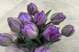 【期間限定】日持ち処理済！新潟の『チューリップ』切花（紫/赤）各10本