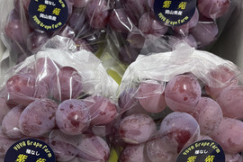 【9周年感謝祭】大粒！高糖度！岡山県産、紫苑2kg(4房入)