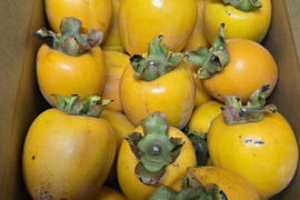 ★自然栽培 干し柿用 蜂屋柿 渋柿 2.5kg～ ※干し柿用クリップ必要