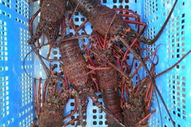 豊後の伊勢エビ