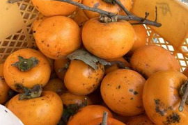 福島市産・甘柿４種盛り！３ｋｇ家庭用