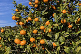 【糖度18度以上】濃厚・絶品スペシャルなプレミアム小玉早生ミカン　5kg