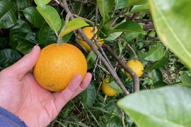 約10kg 自然栽培 八朔 はっさく 紅八朔 混載