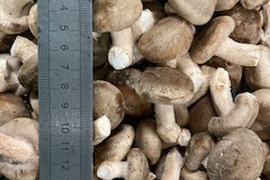 【ベビー椎茸2ｋｇ】プリプリ食感が癖になる❣