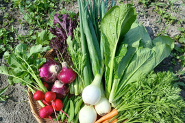 根っこ農園　自然風味お野菜セット