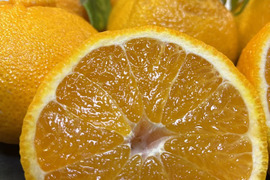 【高級柑橘】果汁たっぷり！樹上完熟【不知火】4ｋｇ程度