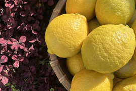 瀬戸内海・大三島の恵🍋農薬不使用レモン〈皮まで使える〉5キロ