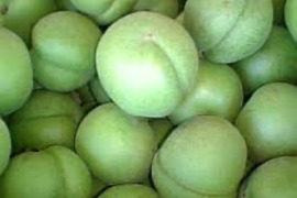 【予約販売】福島県飯坂産 高田梅（ご家庭用）2kg