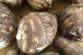 里芋（大野芋）5kg 農薬化学肥料不使用　サトイモ
