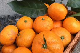 こだわりの早生みかん◆果汁たっぷり！◆4㎏