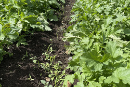 葉っぱのみ！！人気‼️大野ヶ原大根の葉(1㎏)