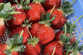 あまおう大玉ギフト