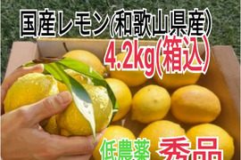大好評【4/中旬収穫】皮ごと使える❣国産ユーレカレモン4 kg(箱込）