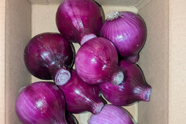 とれたて【レッドスター】鮮やかな赤・玉ねぎ　福岡産　1.9kg