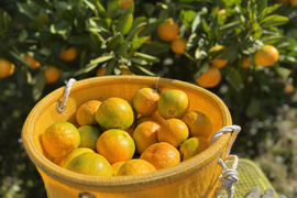 【また旅みかん】完熟ゆら早生9キロ♪【有田みかん】