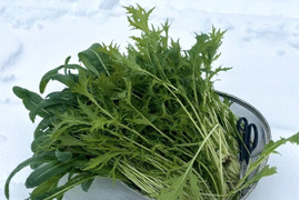 〈冬季限定！〉【京都美山】葉野菜詰め合わせ【当日採りたて！新鮮】