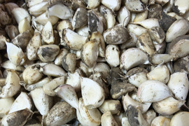 訳ありにんにくバラ　300ｇ★にんにく4-5個分　クリックポスト発送