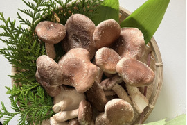 北海道産！生しいたけ🍄お買い得の規格外品１kg