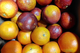 【ジュース用】ブラッドオレンジ   約5kg