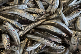 新物！！カタクチイワシ　生　冷凍　小いわし