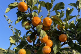 【本場・下津蔵出しみかん】土壁蔵で木箱仕込みし寝かせた熟成みかん｜農家直送