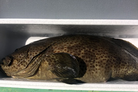 【活き締め】チャイロマルハタ　クエと張り合う旨みと食べ応え。刺身　鍋　しゃぶしゃぶ