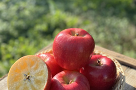 🏆2025年りんごGP金賞受賞🎊青森県産りんご　蜜たっぷり葉とらず高徳　贈答用【2㎏　5～10個入り】