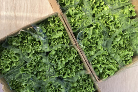 ムシャムシャ食べよう！島のミックスレタスセット🥬農薬・化学肥料不使用　Mix lettuce