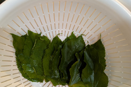 桑の葉🌿30枚🌿桑の葉 生葉🌿特有成分DNJ（1-デオキシノジリマイシン）が食事の糖質分解を抑え食後の血糖値上昇を抑える効果☆採れたてをお届け☆ゆうパック