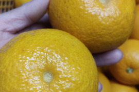 木なり八朔【ヘタなし】5kg（箱込)