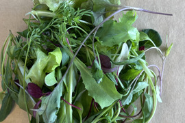 【北海道朝採りやわらか】TechFarm手摘みベビーリーフ 50g×4袋（冷蔵）