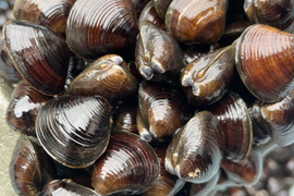 でっ貝！お試し期間限定価格！厚みが16mm前後と大きめの活しじみ1kg