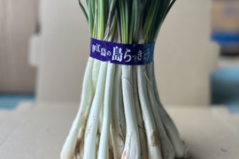 【メール便配送】沖縄 伊江島特産 島らっきょう 500g