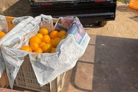 倉橋ミカン食べてクレ園の、ポンカン&はるみ(約10kg)広島県 倉橋島ポンカン&はるみ