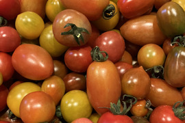 農薬化学肥料・除草剤不使用🌟北海道産『ほれまる』他ミニトマトたっぷり🍅60サイズ箱いっぱい🍅