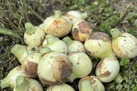 【自然栽培】シャキッ！トロッ！新玉ねぎ5kg