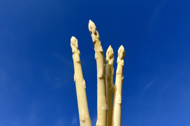 香川県産ホワイトアスパラ「さぬきのめざめ」極細〜Sサイズ1キロ