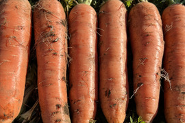 やまの畑・冬の野菜セット