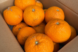 幻のみかん（米沢温州みかん）大玉5㎏未満3Lサイズ程度　 限定６箱　生産農家直送