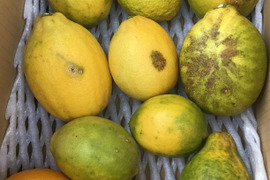 訳あり❗️大きなレモン🍋りのか🍋２キロ