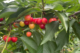 【山形C１２号】家庭用グラデーションセット 🍒７００グラム🍒【Ｌサイズ以上】【訳あり】【さくらんぼ】【話題の新品種】