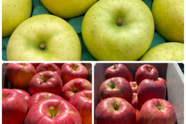 夏りんごの詰合せセット！！9個～12個　箱含め約3㎏