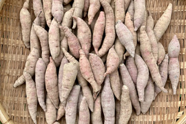 自然栽培〈極小・極細べにはるか〉大分県産さつまいも サイズ混合10kg
