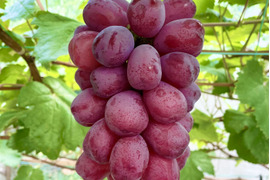 富士の輝の通販｜ぶどう｜食べチョク｜産地直送(産直)お取り寄せ